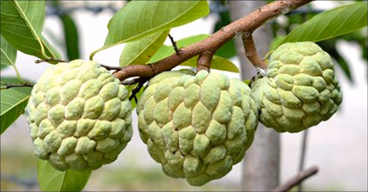 Custard Apple: Custard Apple: