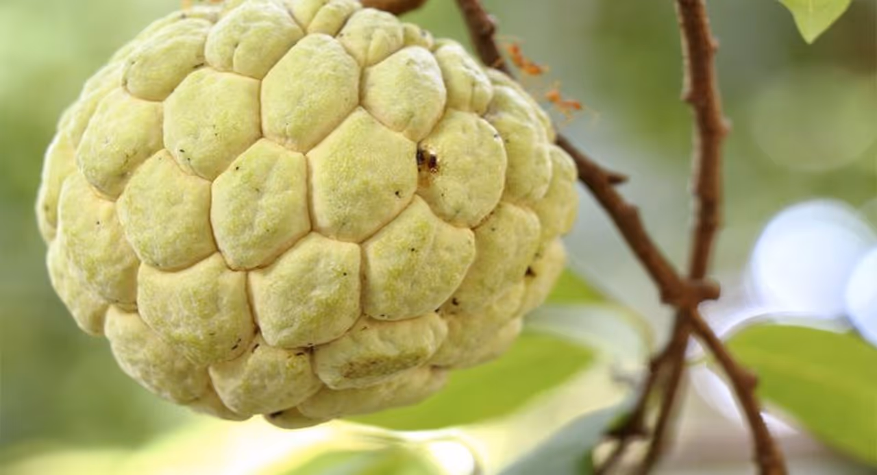 Custard Apple: Custard Apple: