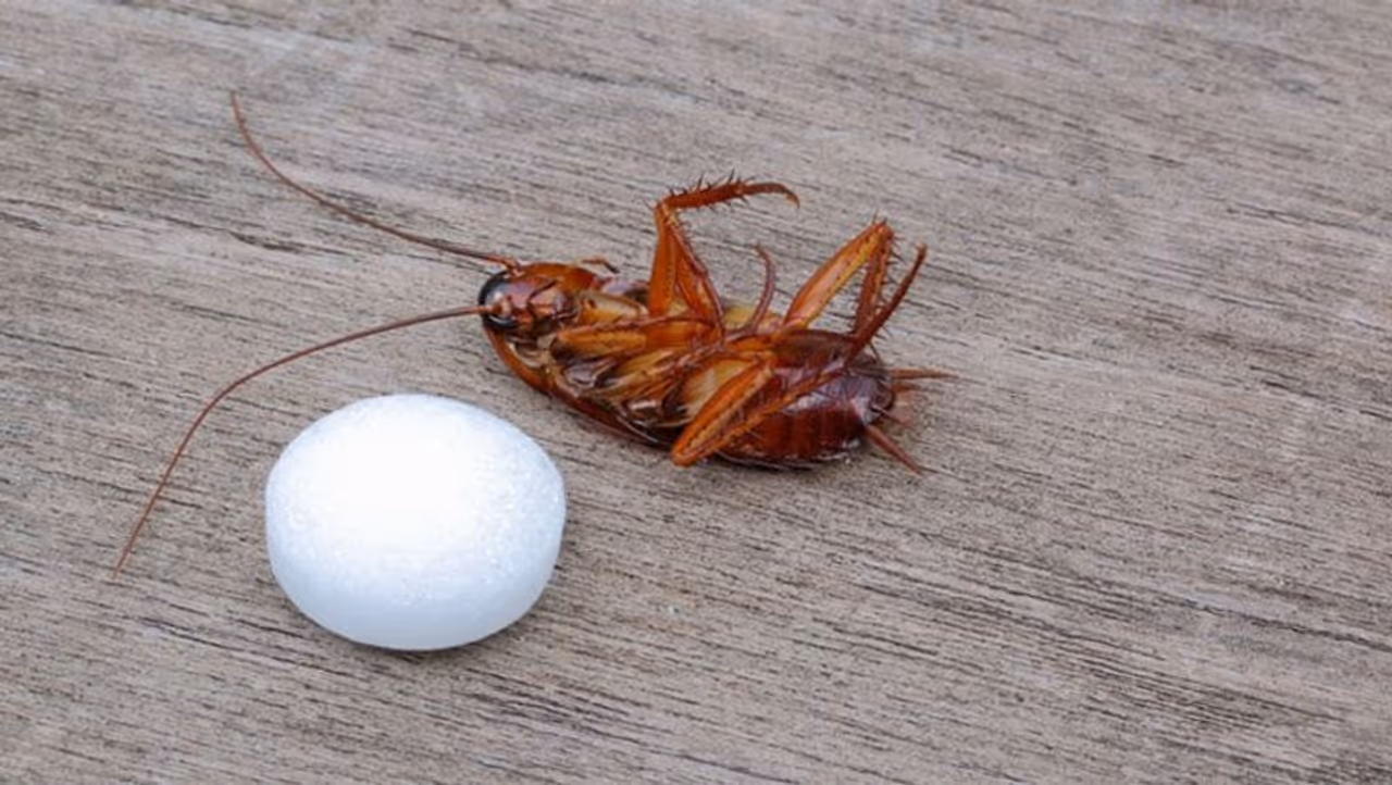 Cockroaches, lizards at home: