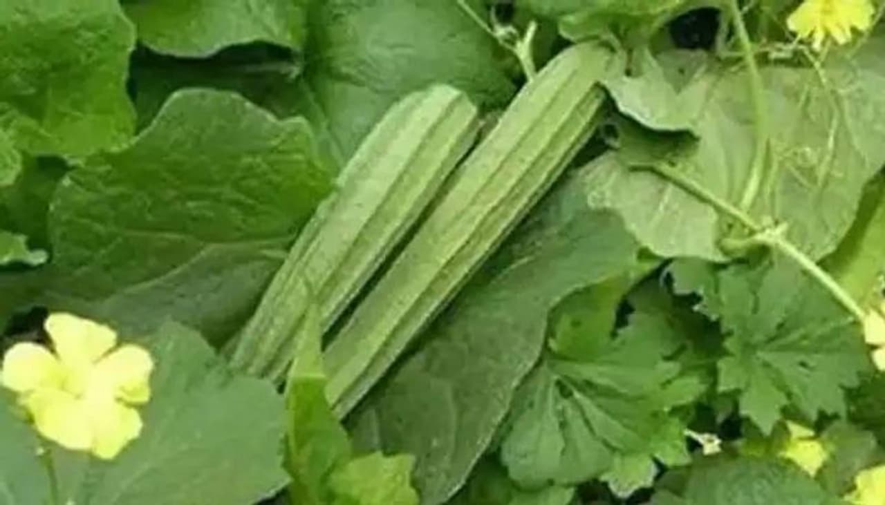 Peerkangai Thovayal: