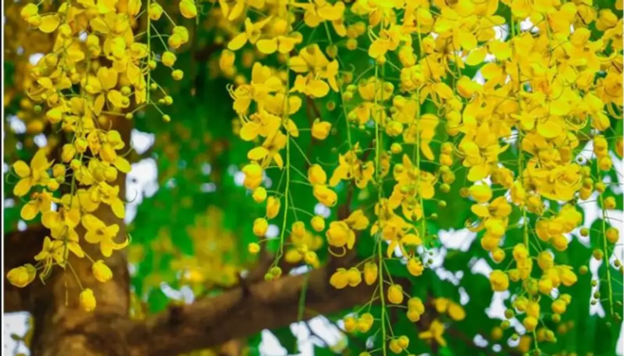 Significance of Konna in Vishu Significance of Konna in Vishu