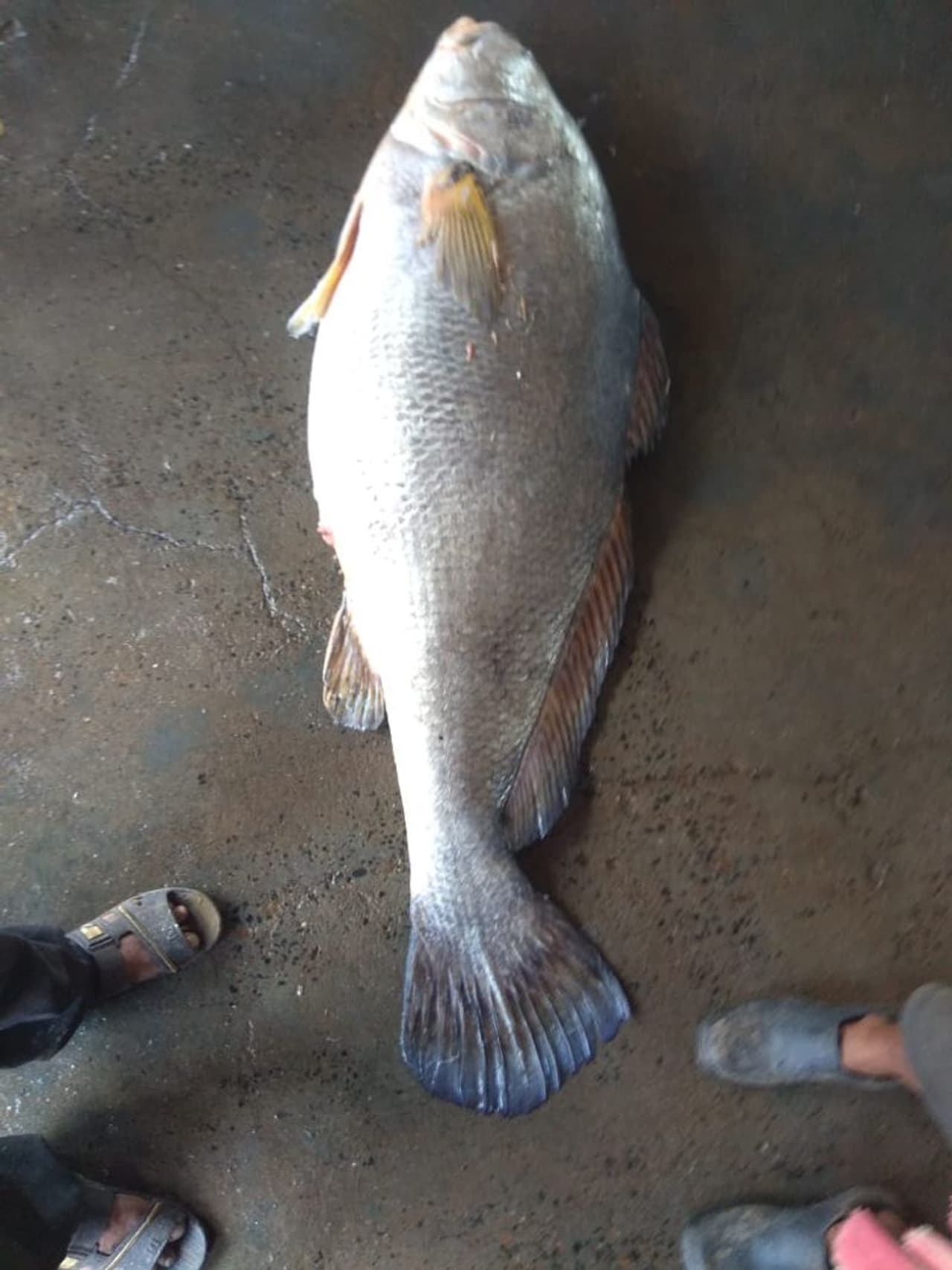 telia bhola fish telia bhola fish