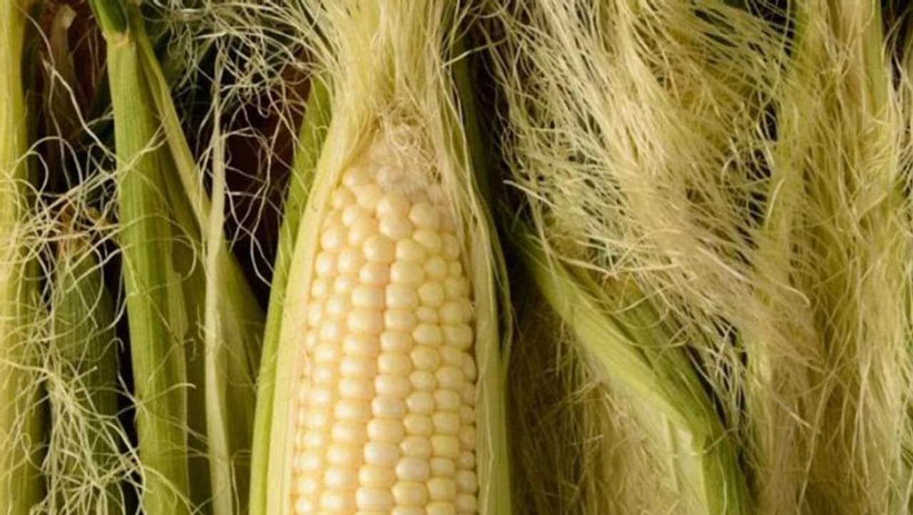 ಕಾರ್ನ್ ಸಿಲ್ಕ್ ನಲ್ಲಿರುವ(Corn silk) ಪೋಷಕಾಂಶ