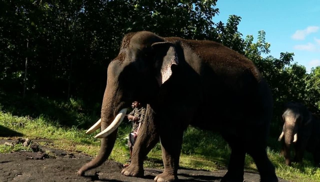 kumki elephants kumki elephants