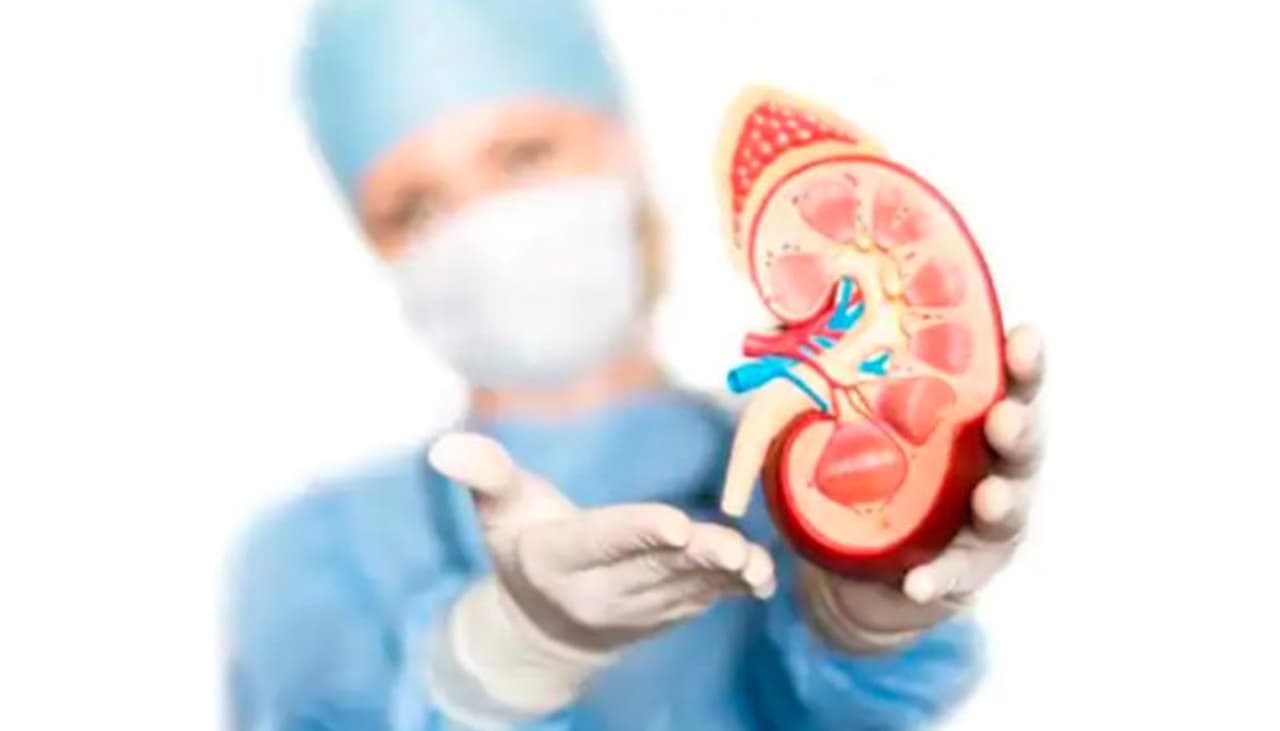 kidney