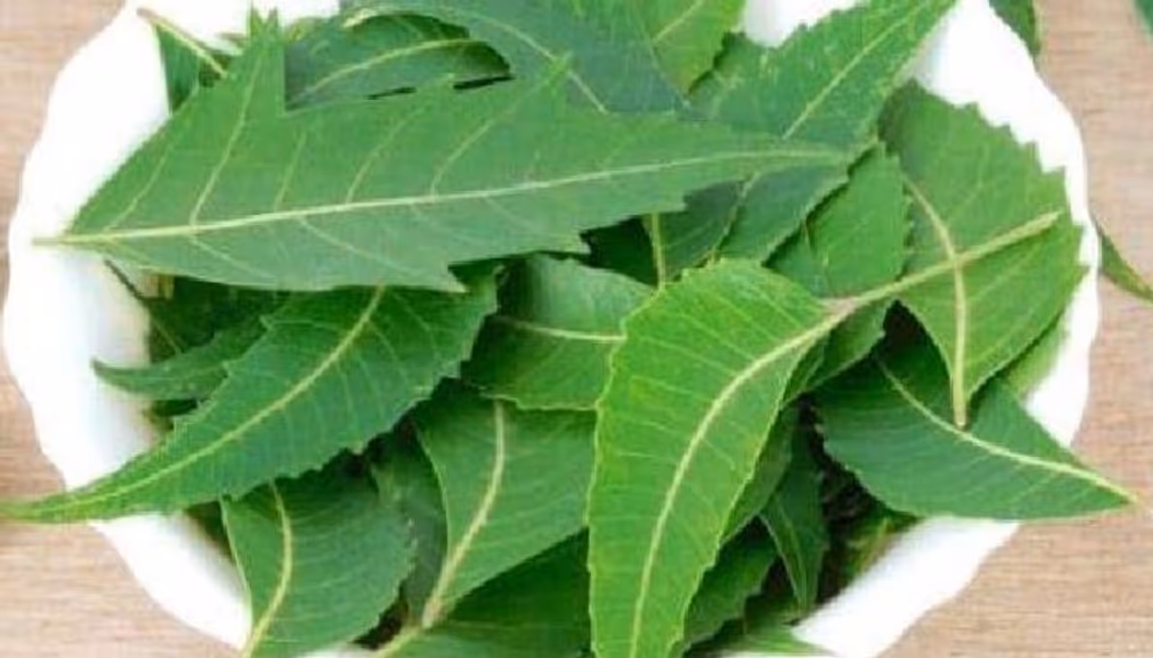 Neem leaves and diabetes in tamil Neem leaves and diabetes in tamil