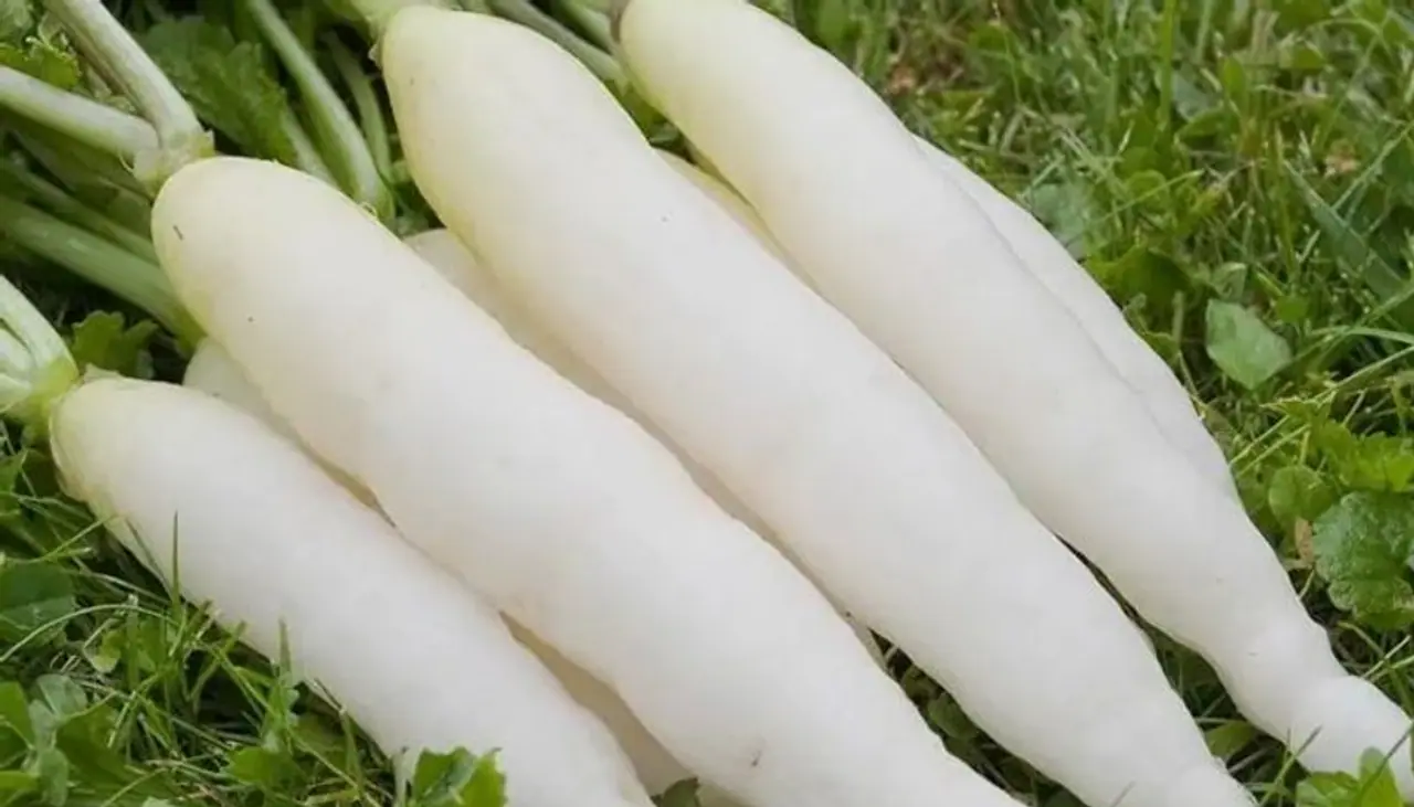 Radish Health Benefits in tamil