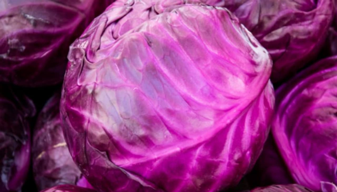 Purple Cabbage Purple Cabbage