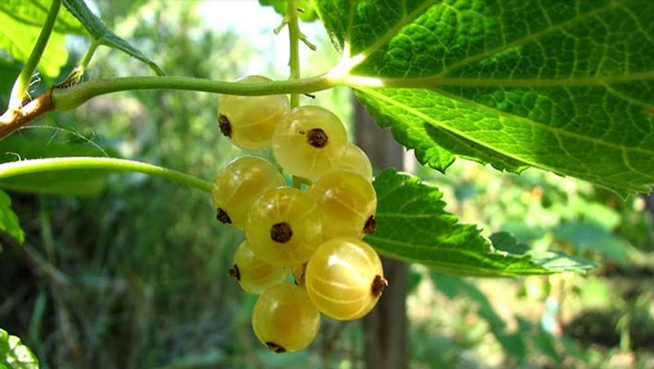 Image: Getty Images Image: Getty Images