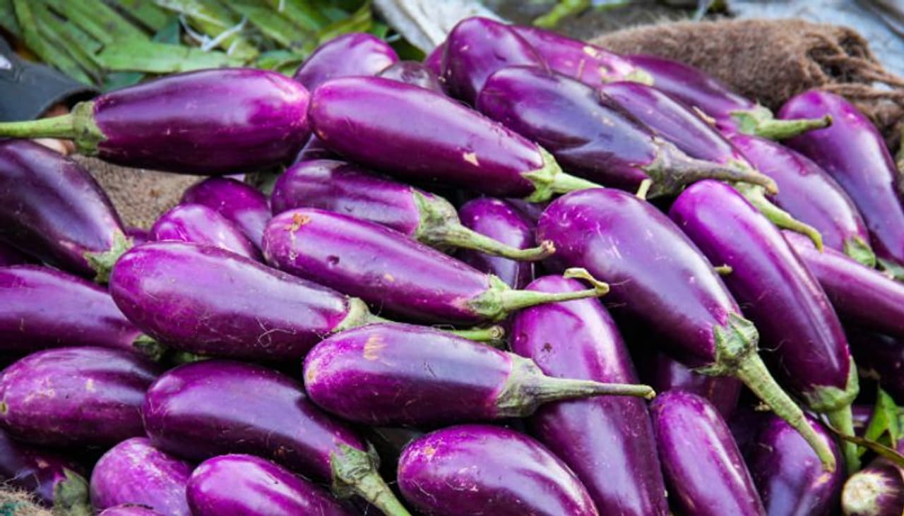 brinjal brinjal