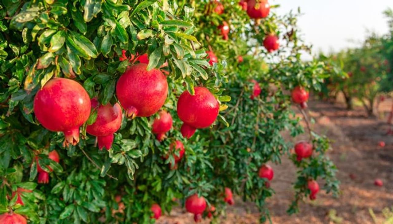 Image: Getty Images Image: Getty Images