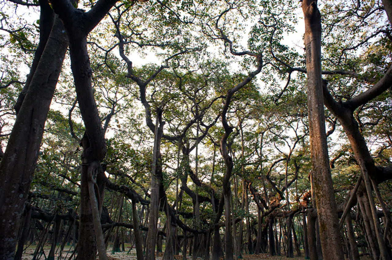 বিশ্বের বৃহত্তম গাছ 