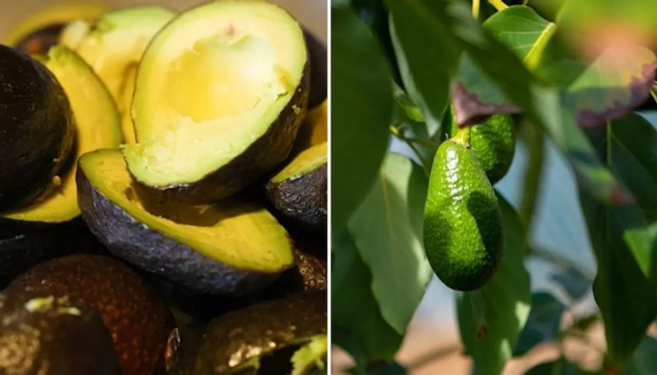 Image: Getty Images Image: Getty Images