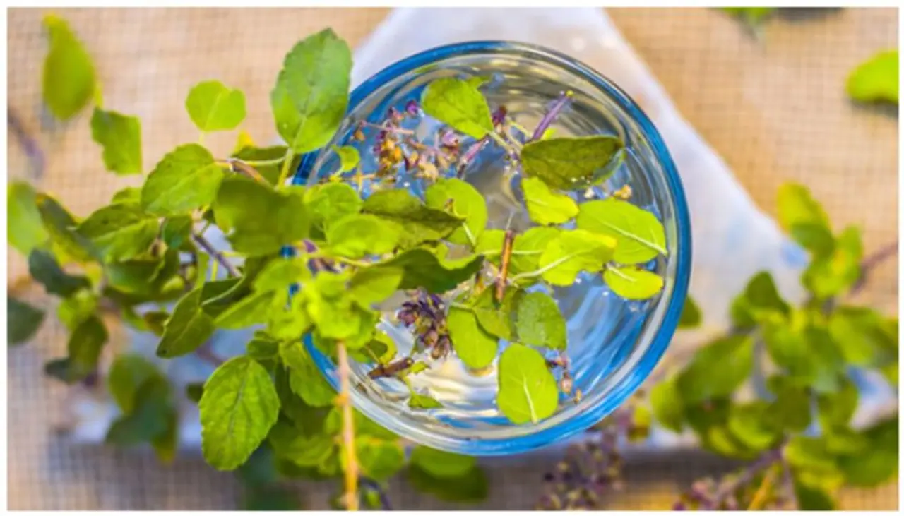 tulsi water tulsi water