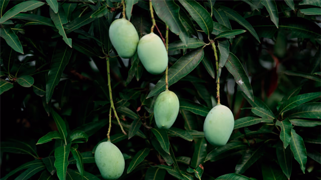 आम की गुठली के फायदे