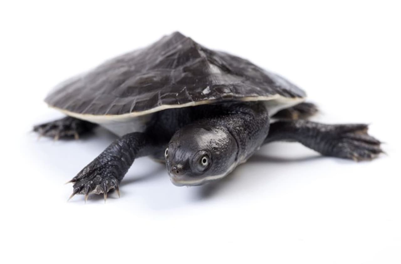 ఎడారి తాబేలు: ఎడారి తాబేలు: