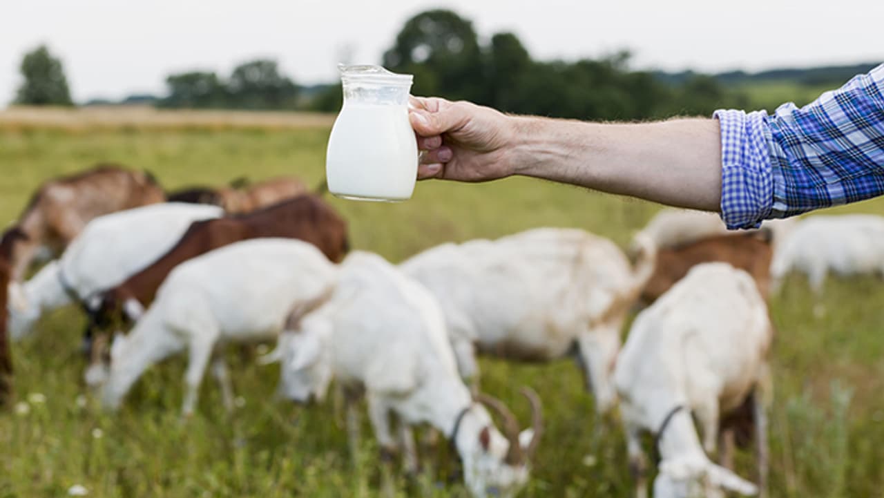 Health Benefits of Goat Milk