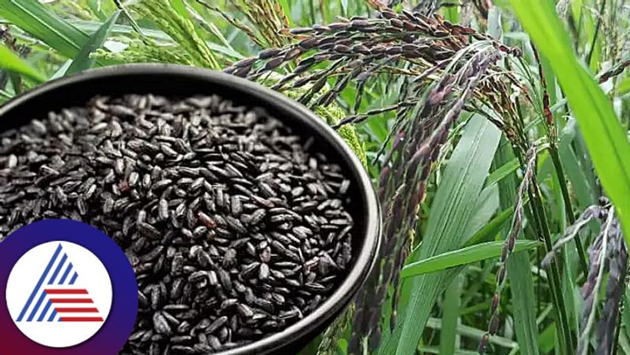 கருப்பு கவுனி அரிசி