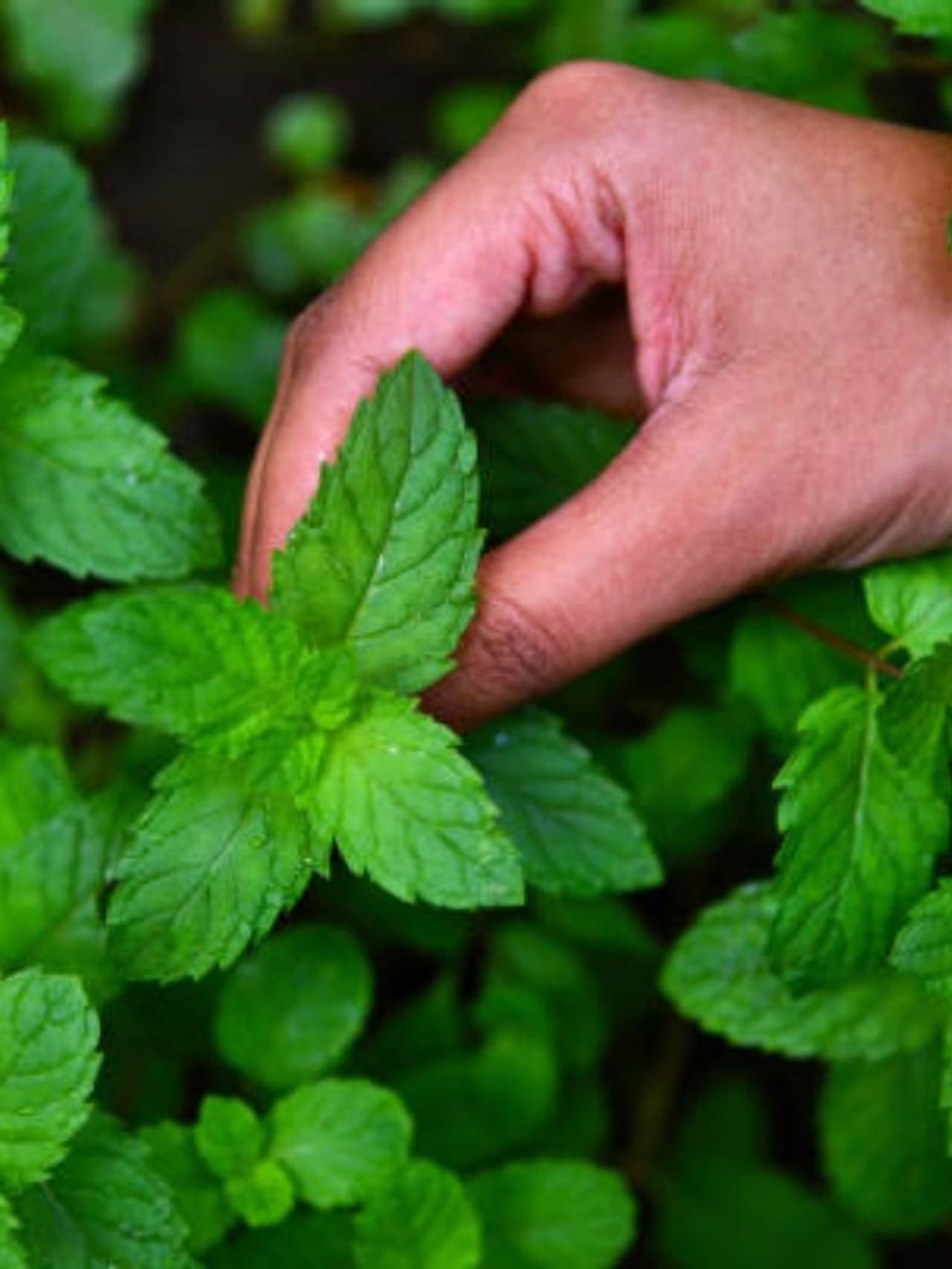 Pudina Leaves Benefits In Tamil