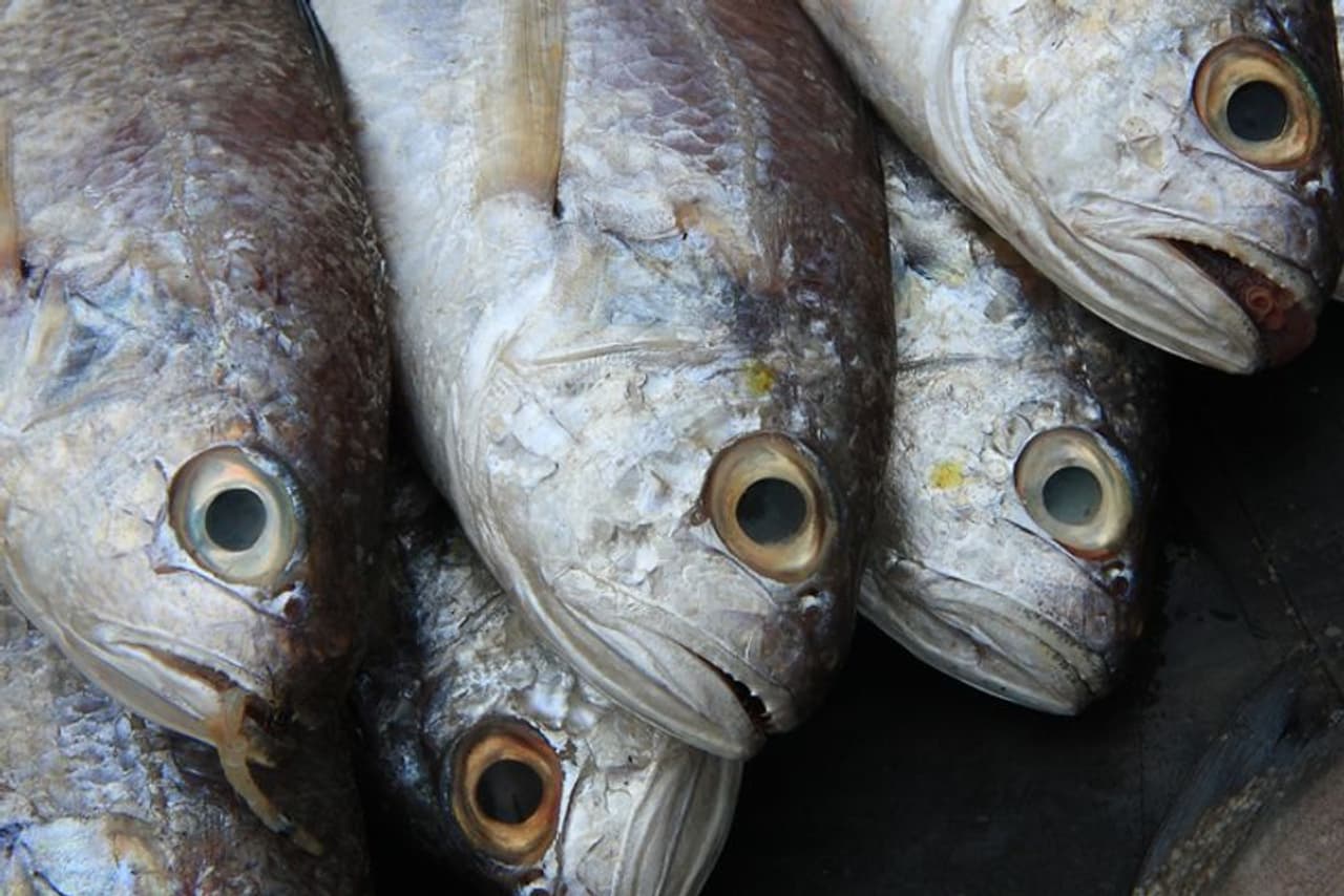 ওমেগা ৩ ওমেগা ৩