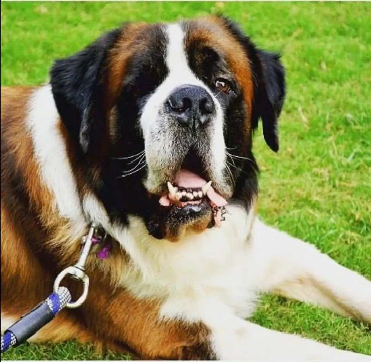 পরিত্যক্ত অবস্থায় রাস্তায় ঘুরে বেরাচ্ছিল বার্নি। পরিত্যক্ত অবস্থায় রাস্তায় ঘুরে বেরাচ্ছিল বার্নি।