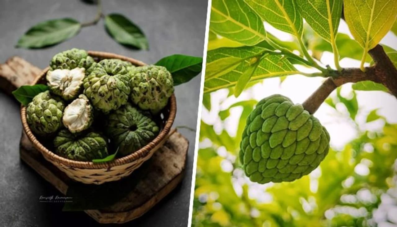 Custard Apple Health Benefits
