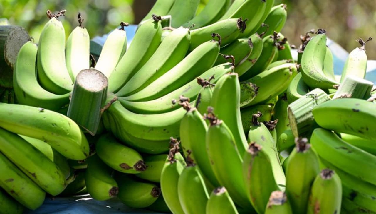 green banana