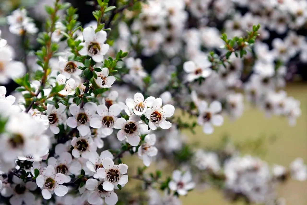 ప్రాచీన వైద్య విధానం