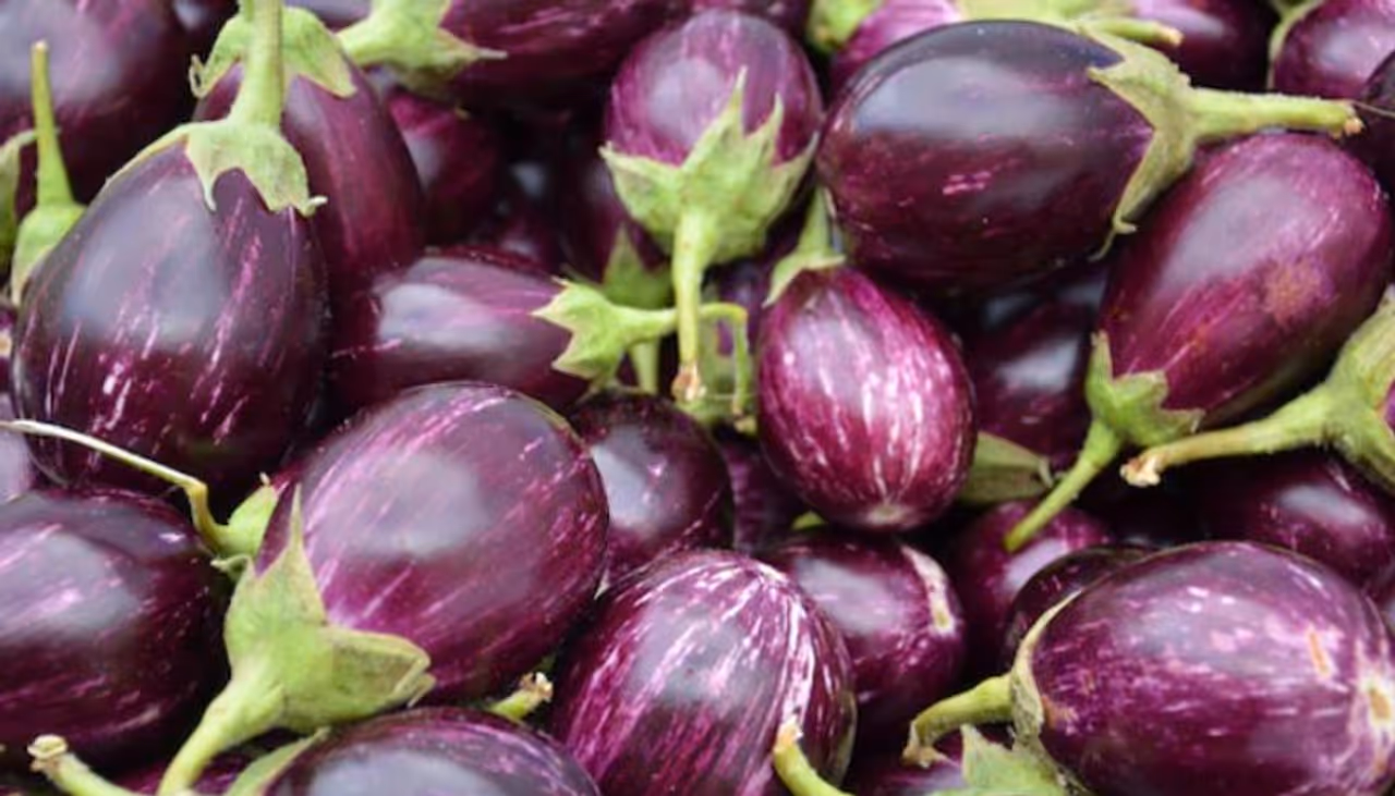 কতটা গুণ রয়েছে সাধের বেগুনে? কতটা গুণ রয়েছে সাধের বেগুনে?