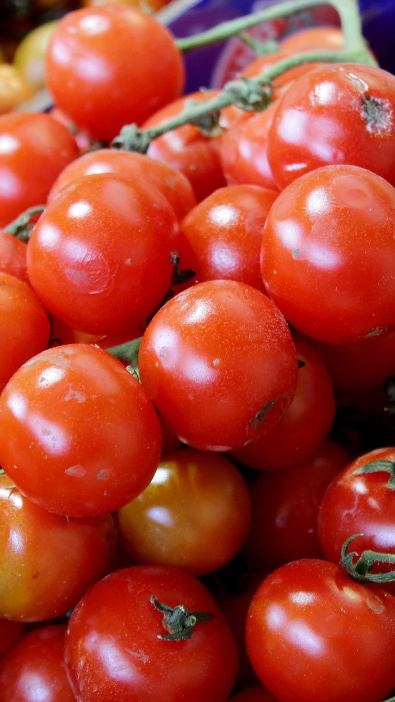 Tomato price Tomato price