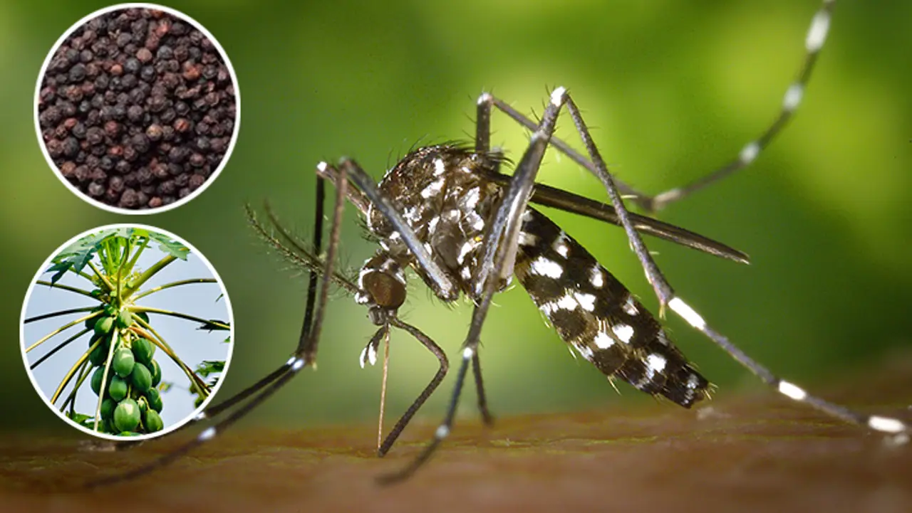 डेंगू को हराने में मददगार हैं घरेलू उपाय
