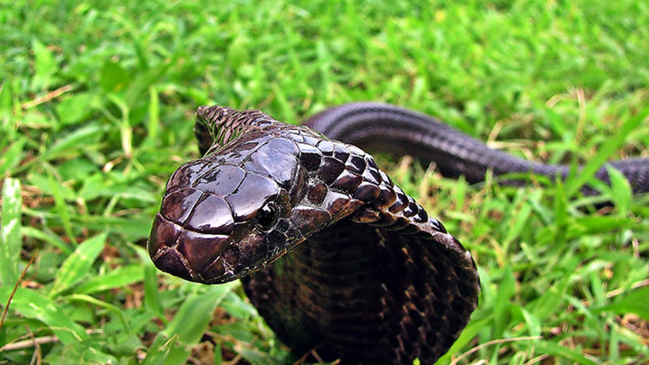 कब है नागपंचमी? कब है नागपंचमी?