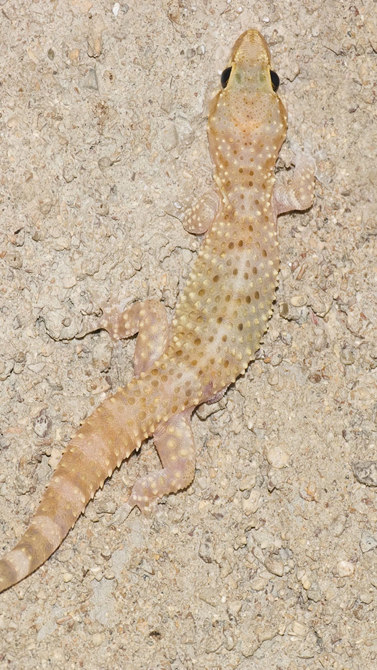 World Lizard Day 2023 World Lizard Day 2023