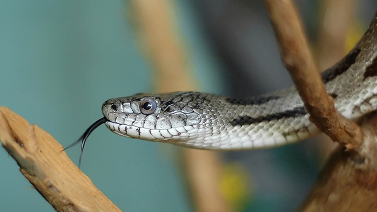 कौन हैं नागों के माता पिता? कौन हैं नागों के माता पिता?