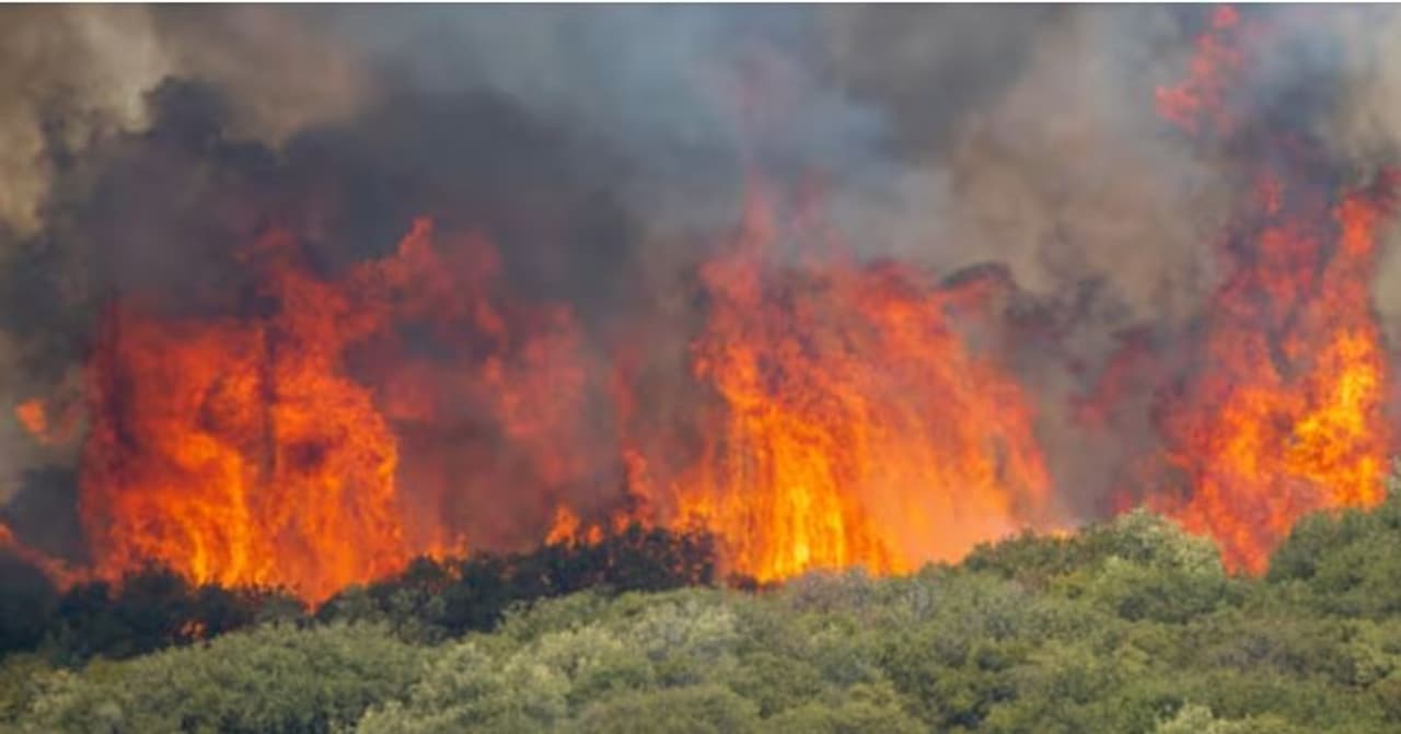 जंगल की आग से बड़ा नुकसान