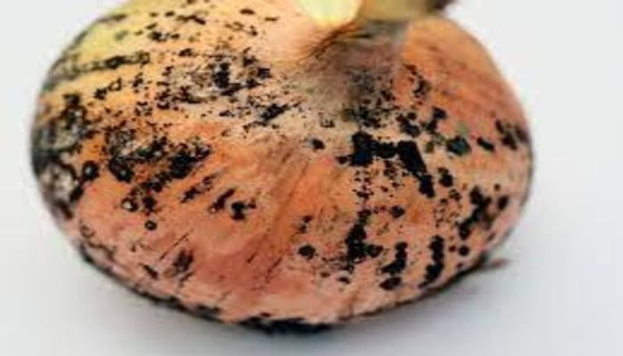 Onion Black Fungus In Tamil Onion Black Fungus In Tamil