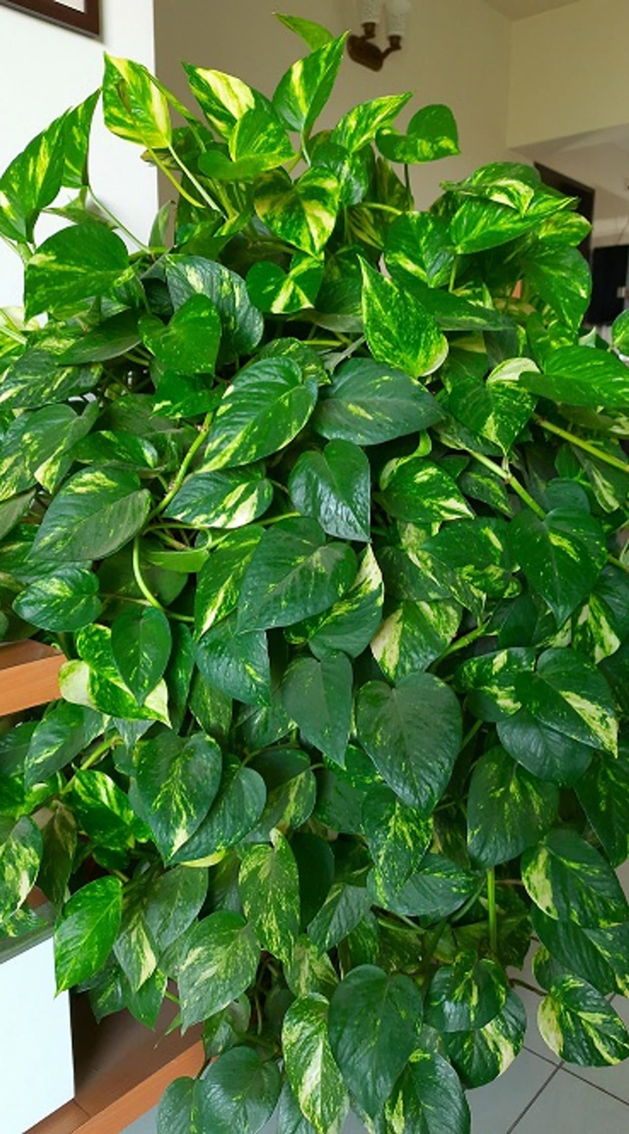 plant money plant plant money plant