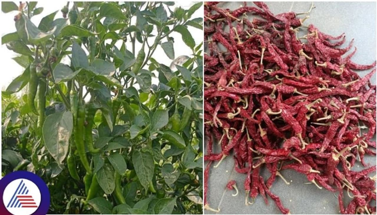 ಬ್ಯಾಡಗಿ ಮೆಣಸಿನಕಾಯಿ