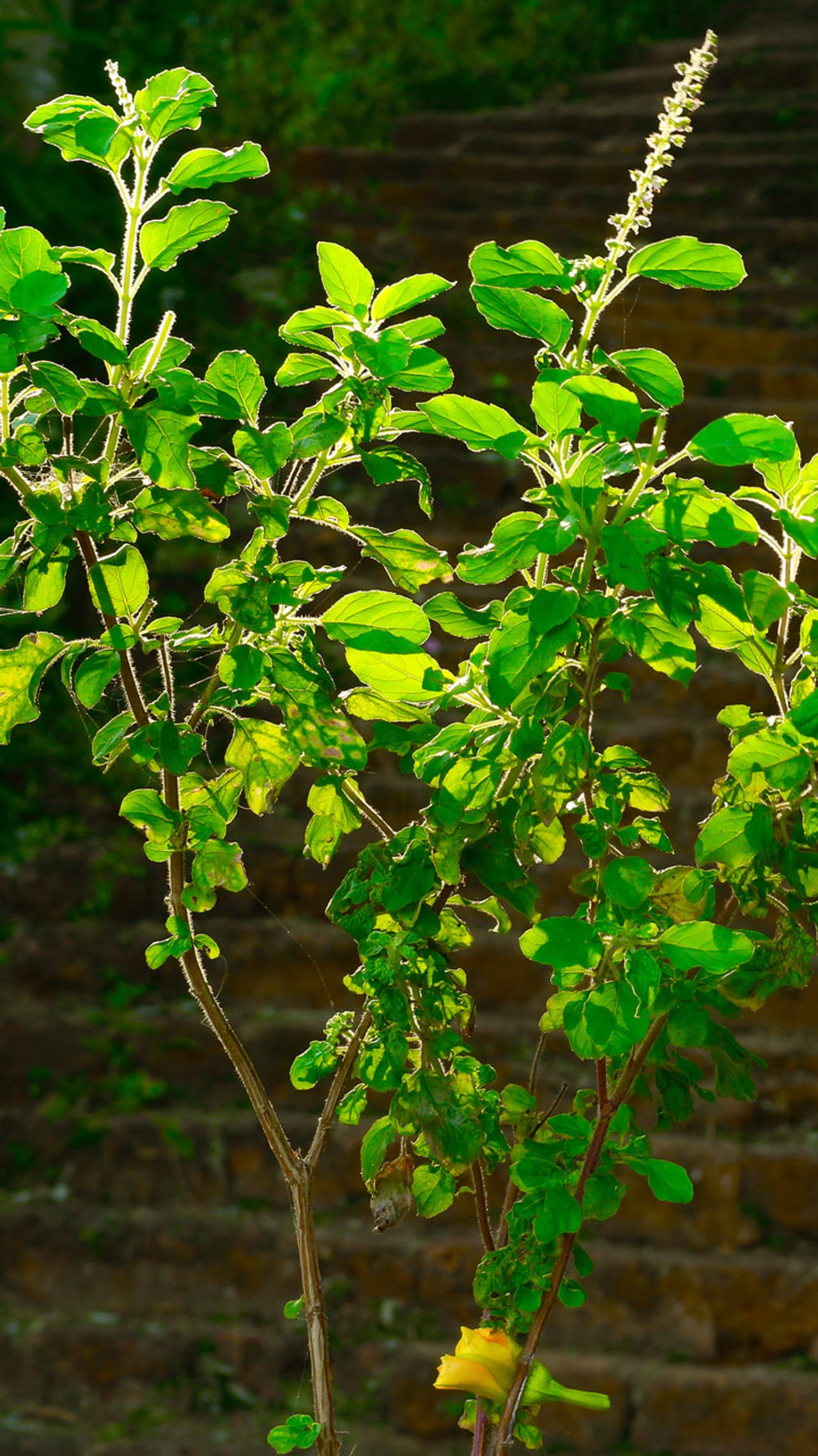 Vastu Plants Vastu Plants