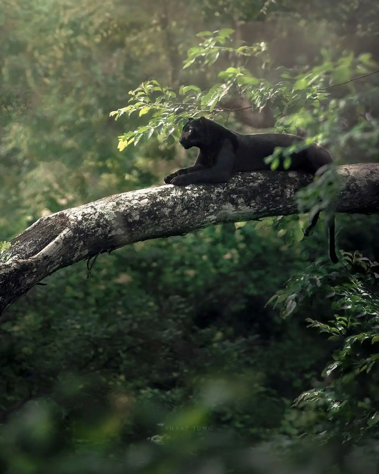 Black panther photos by Shaazjung
