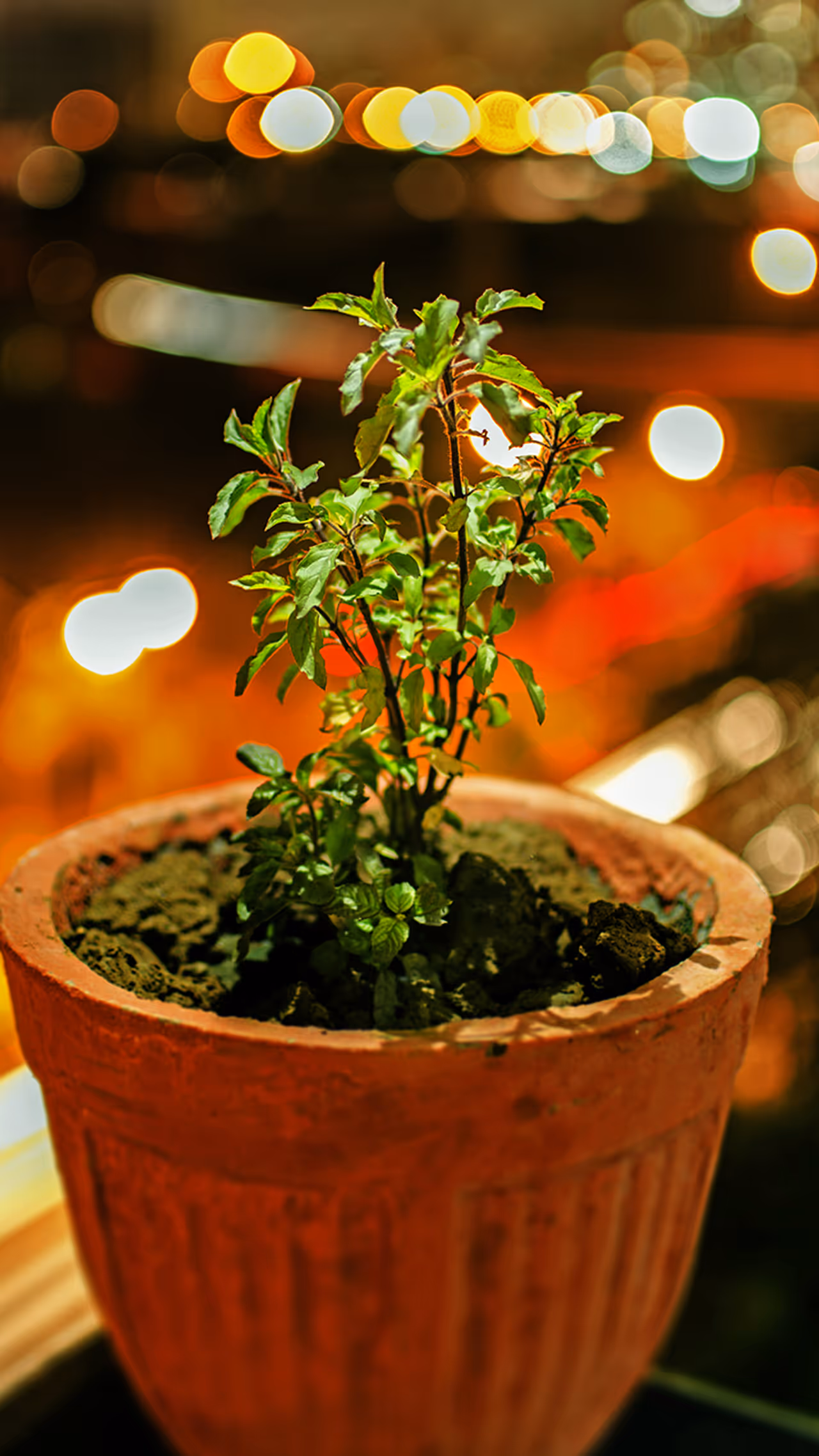 Tulsi puja ke niyam Tulsi puja ke niyam