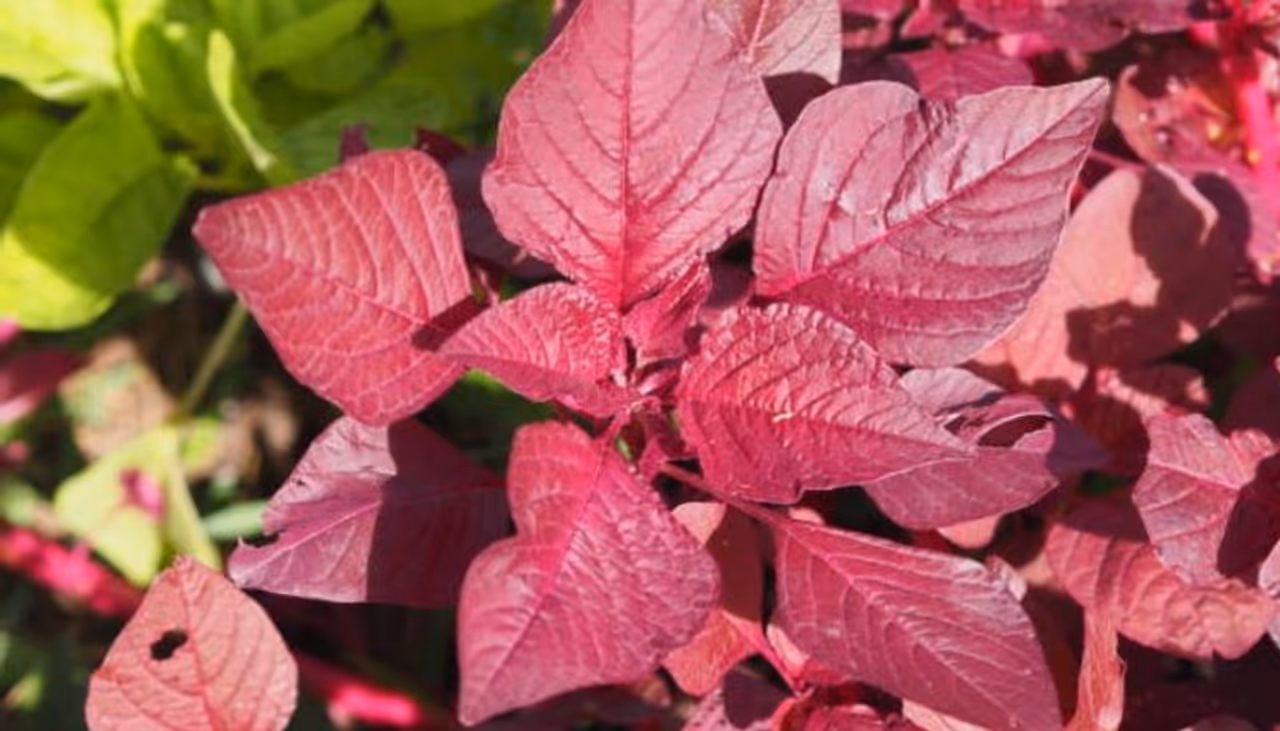red spinach red spinach