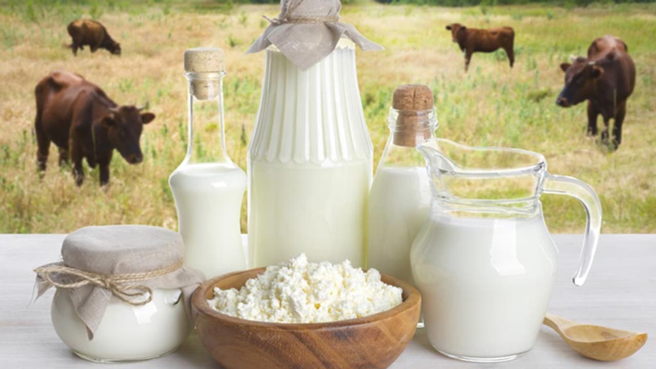 Cow Milk or Buffalo Milk