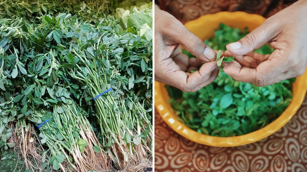 झटपट निवडा मेथीची भाजी झटपट निवडा मेथीची भाजी