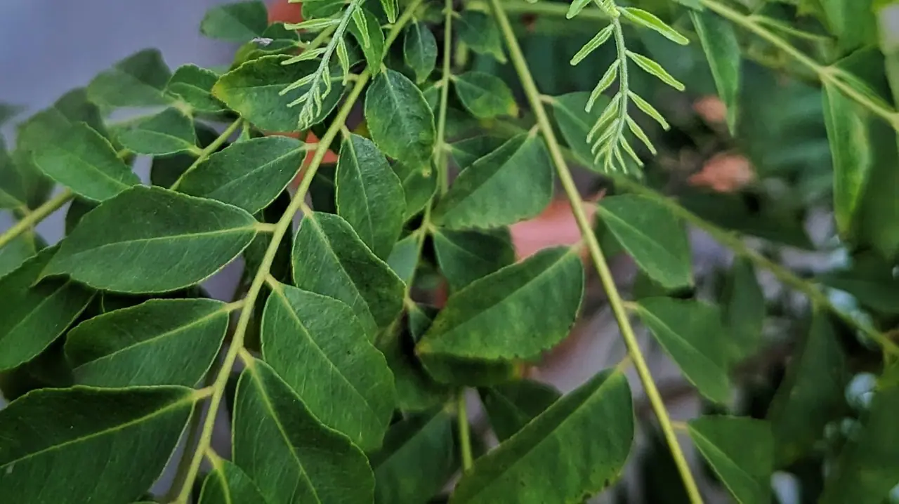 Curry Leaves