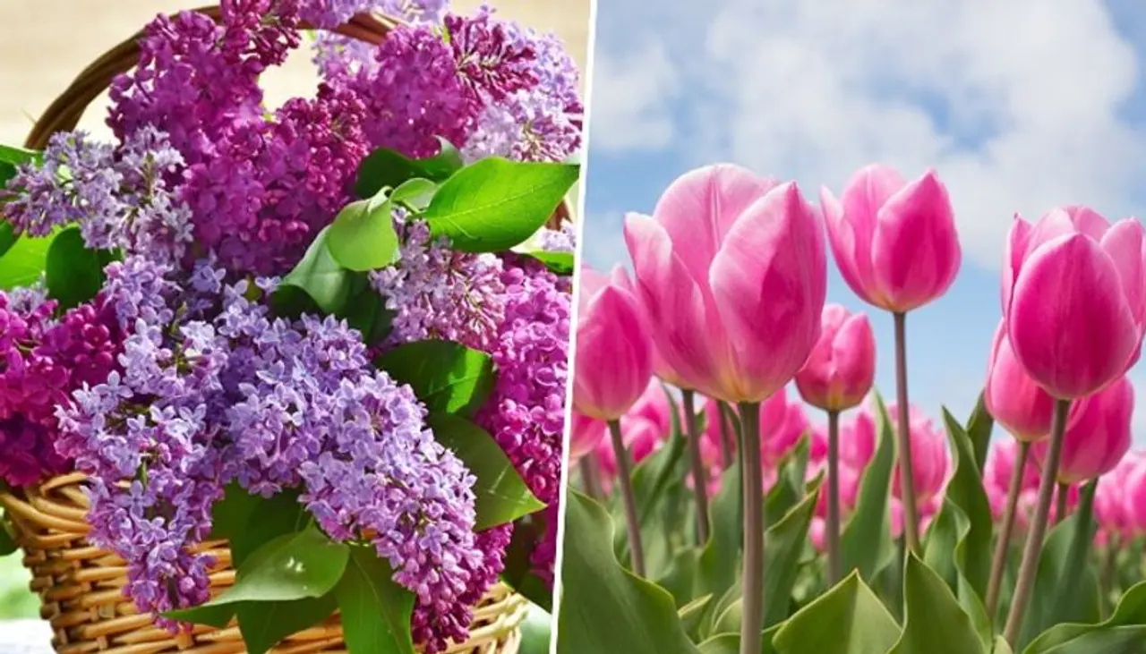 Tulips to Daffodils: 7 flowers that bloom in Spring
