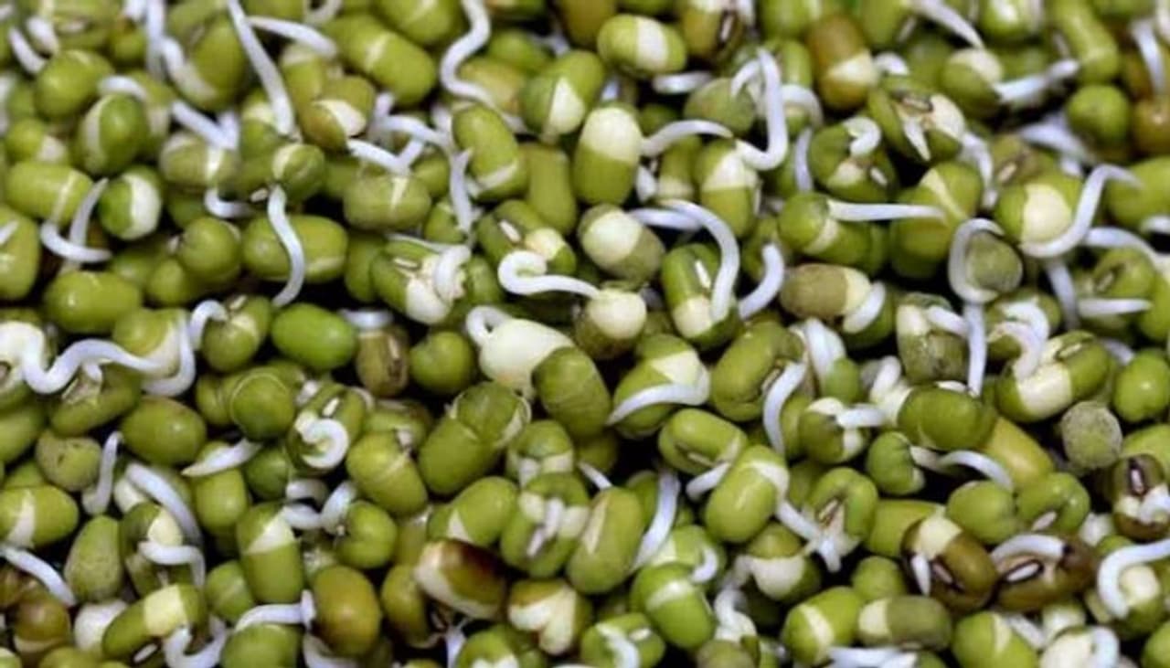 sprouts
