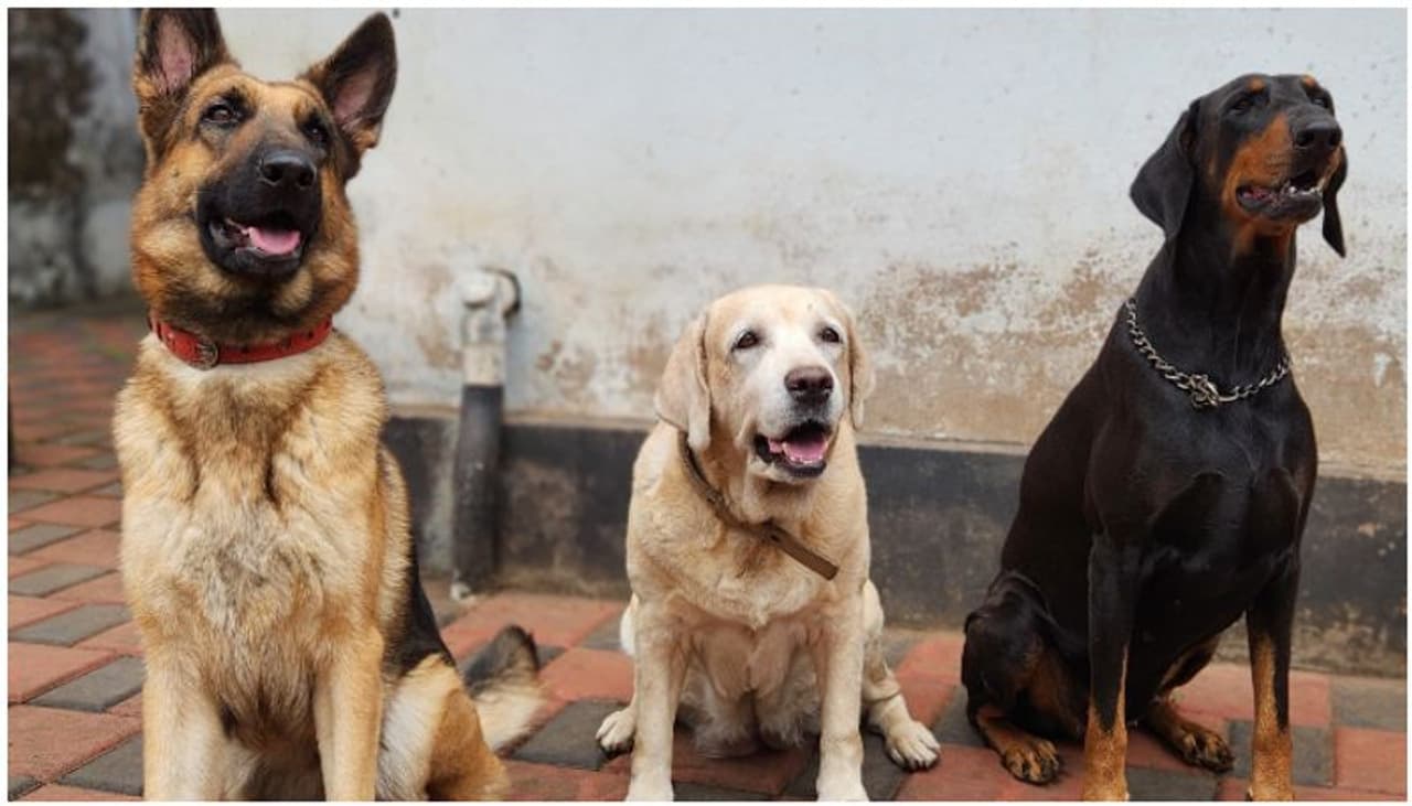 Dog Sense of Smell Dog Sense of Smell