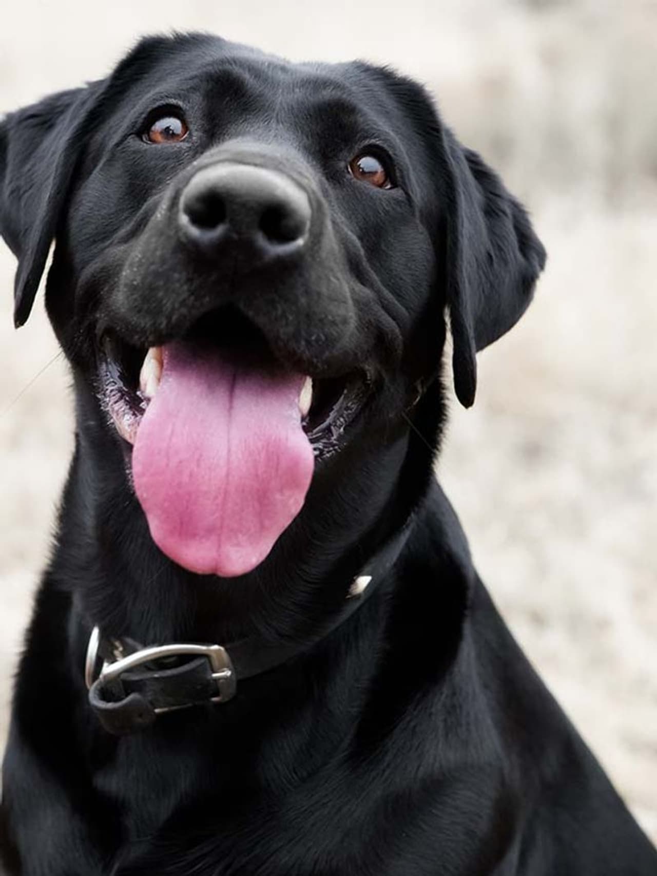 Labrador Retriever Labrador Retriever
