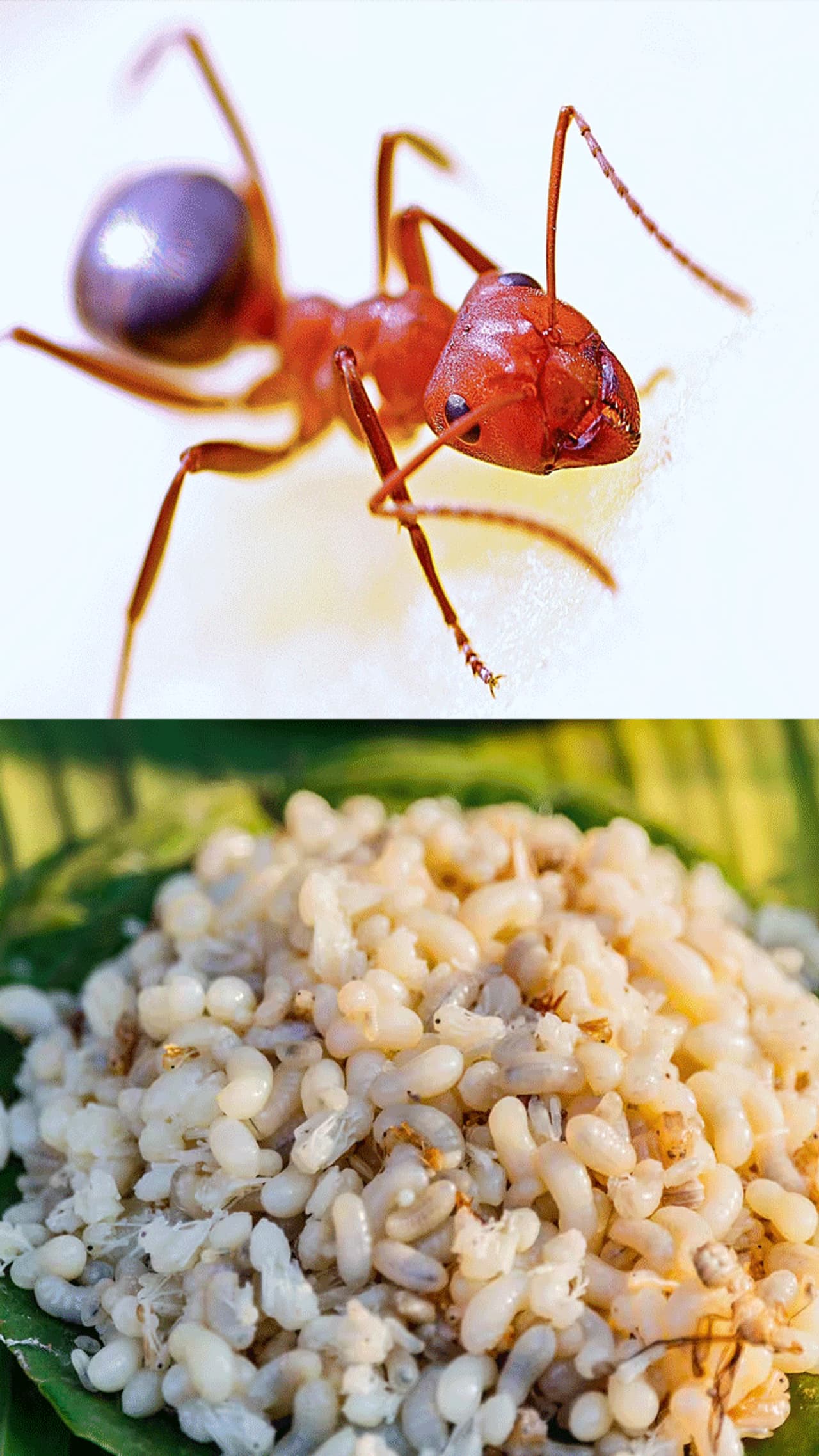 ಯಾರಿಗೆ ತಾನೇ ಕೋಪ ಬರಲ್ಲ 